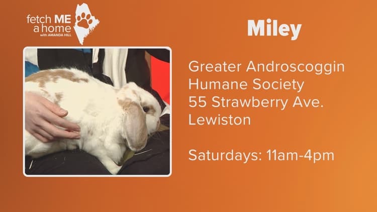 Fetch ME a Home | Miley is a snuggly rabbit